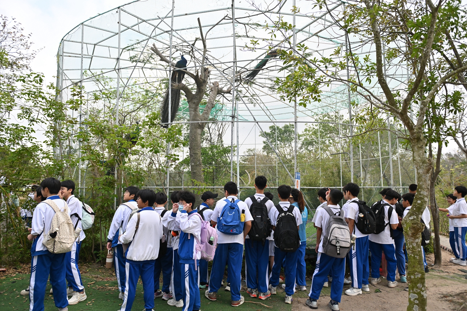 1774838012980913.jpg 参观孔雀园.JPG